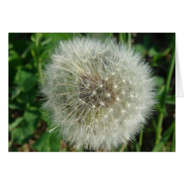 Dandelion Seeds (Front Horizontal)