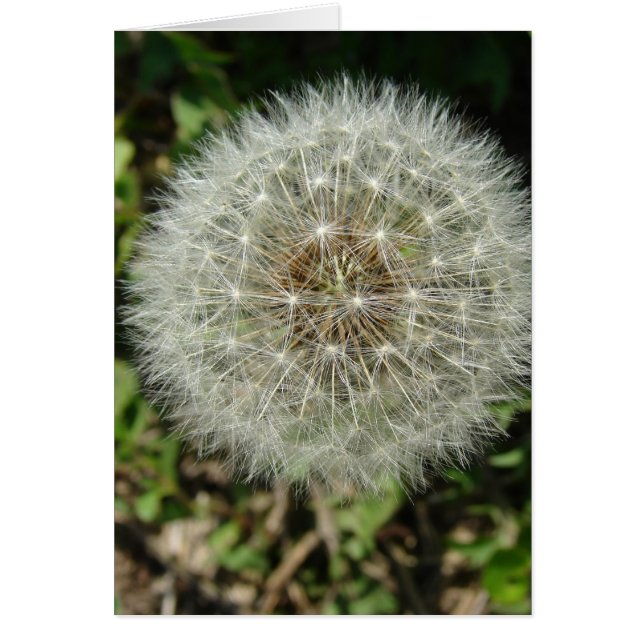 Dandelion Seeds (Front)
