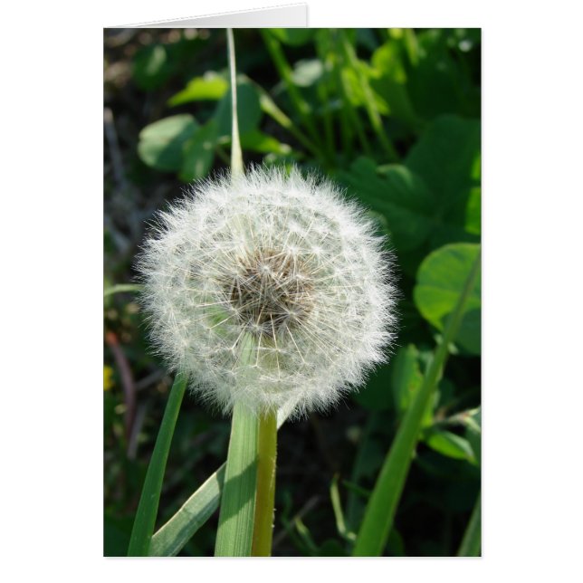 Dandelion Seeds (Front)