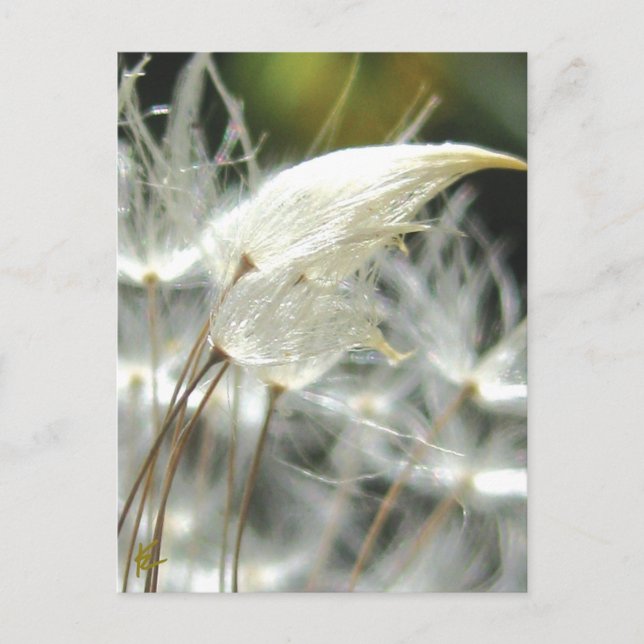 Dandelion Seeds Embrace Sensual Nature Postcard (Front)