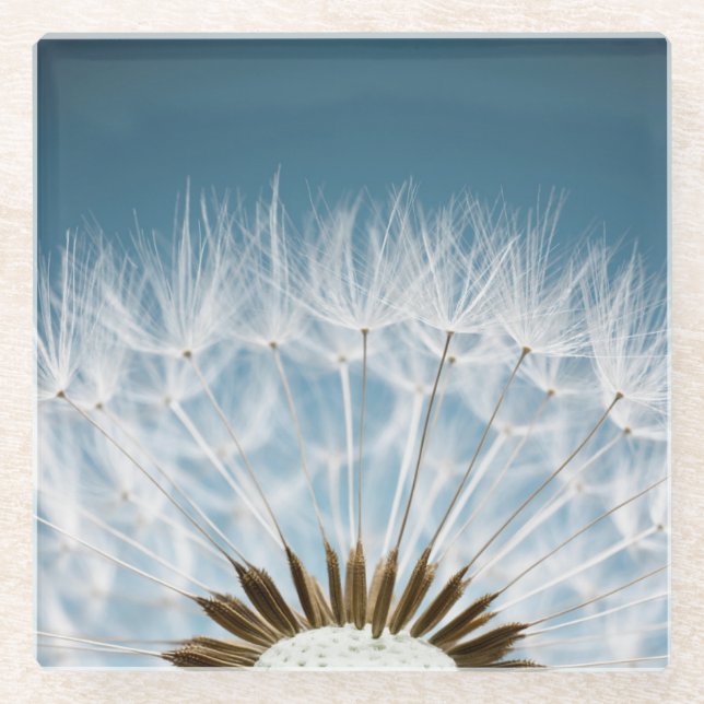 Dandelion Seeds Glass Coaster (Front)