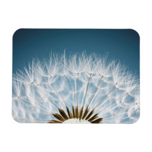 Dandelion Seeds Magnet
