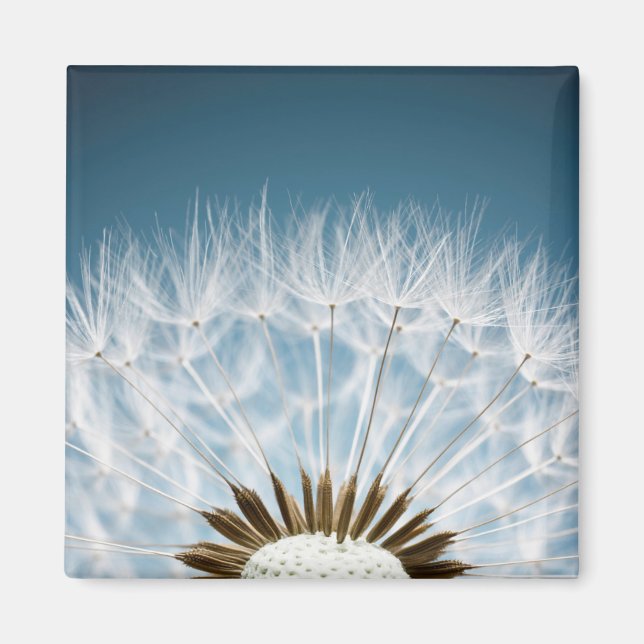 Dandelion Seeds Magnet (Front)