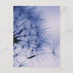 Dandelion Seeds Postcard