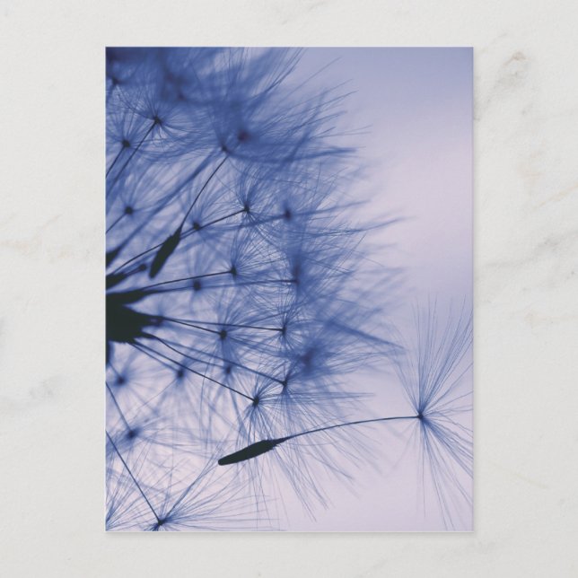 Dandelion Seeds Postcard (Front)