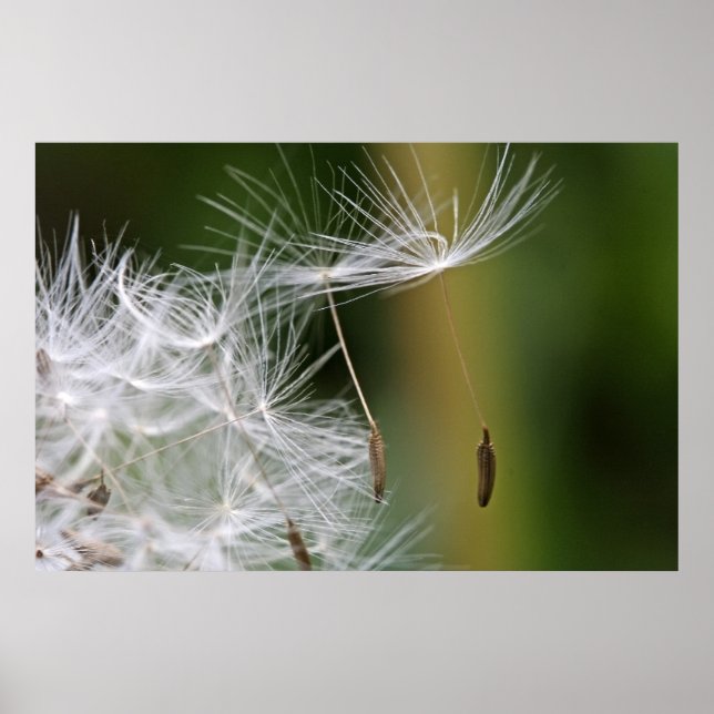 Dandelion Seeds Poster (Front)