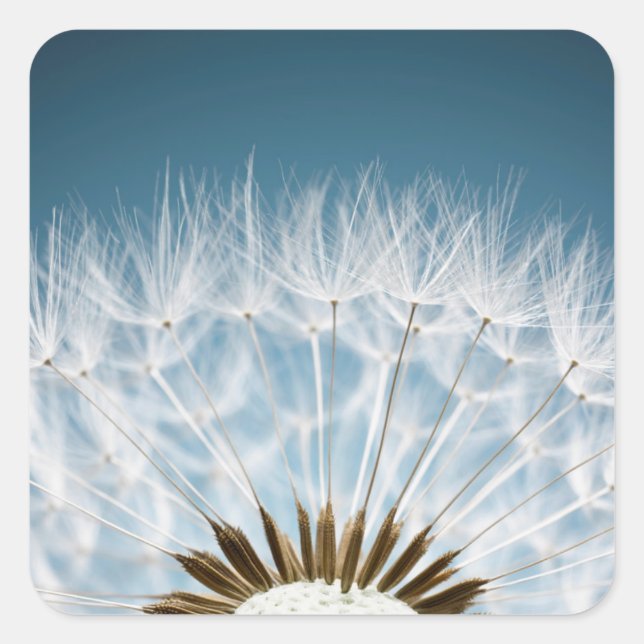 Dandelion Seeds Square Sticker (Front)