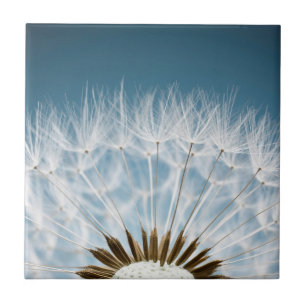 Dandelion Seeds Tile
