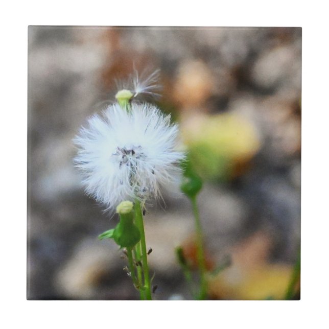 Dandelion Seeds Tile (Front)