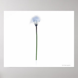 Dandelion stem on white background poster