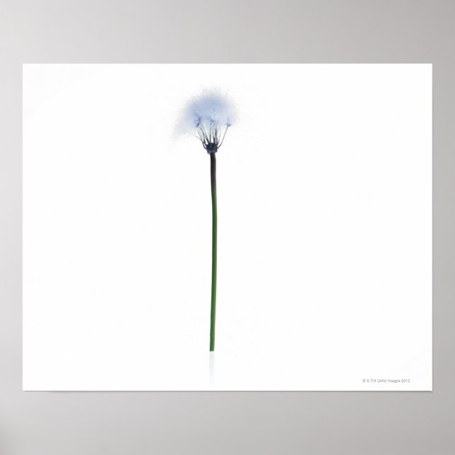 Dandelion stem on white background poster (Front)