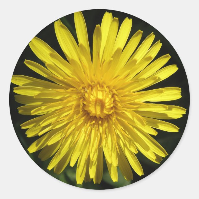 Dandelion Sticker (Front)