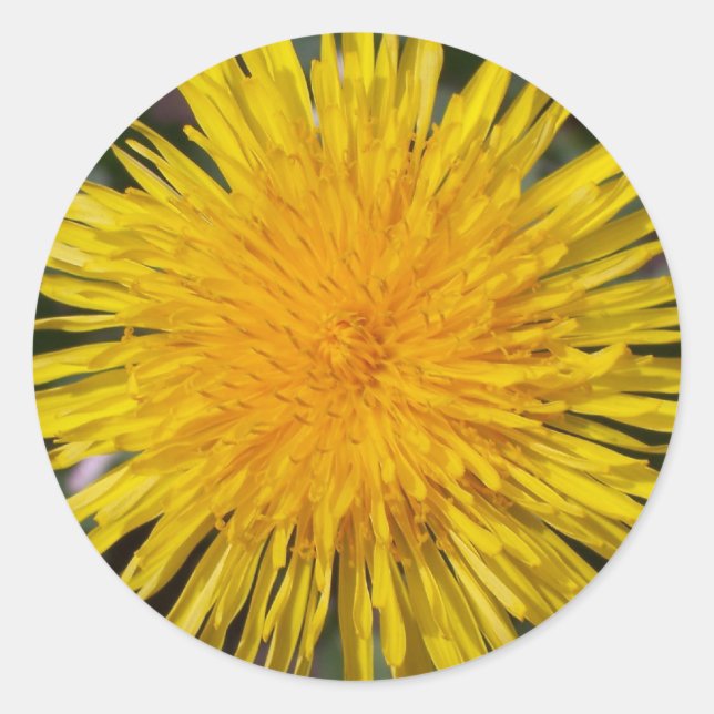 Dandelion Stickers (Front)