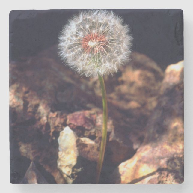 Dandelion Stone Coaster (Front)