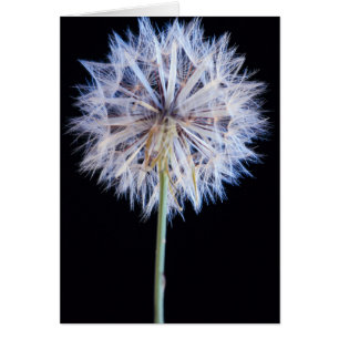 Dandelion (Taraxacum Officinale) Seed Head