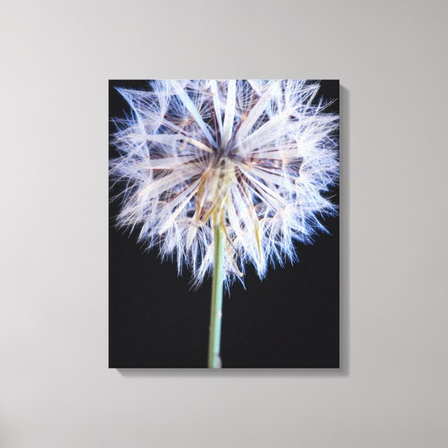 Dandelion (Taraxacum Officinale) Seed Head Canvas Print (Front)