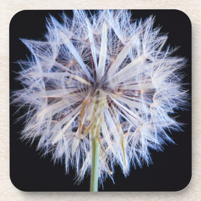 Dandelion (Taraxacum Officinale) Seed Head Coaster (Front)