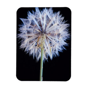 Dandelion (Taraxacum Officinale) Seed Head Magnet