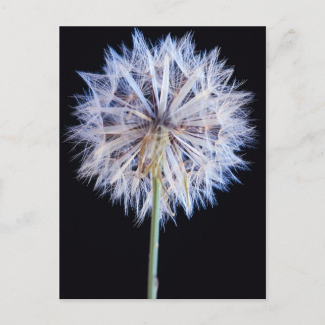 Dandelion (Taraxacum Officinale) Seed Head Postcard (Front)