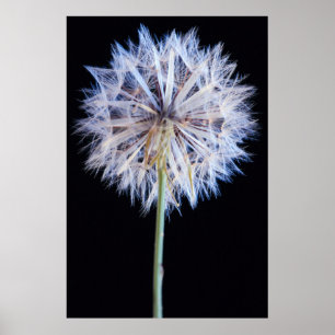 Dandelion (Taraxacum Officinale) Seed Head Poster