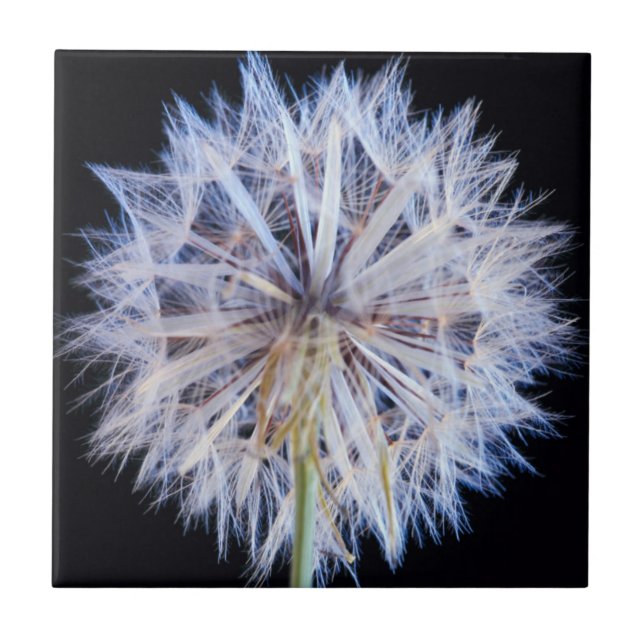 Dandelion (Taraxacum Officinale) Seed Head Tile (Front)