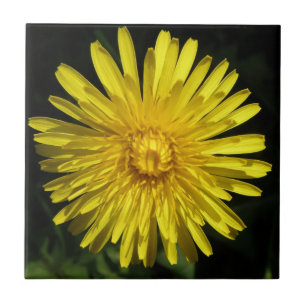 Dandelion Tile