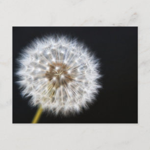 Dandelion Wedding RSVP card