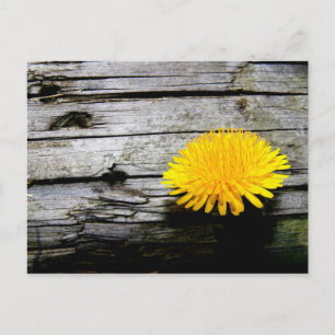 Dandelion Weed Postcard
