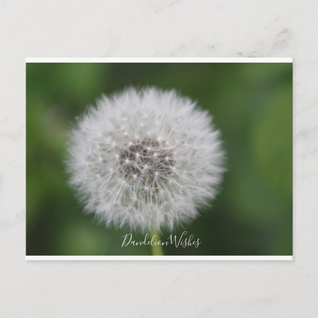 Dandelion wishes Postcard (Front)