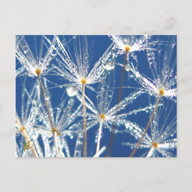 Dandelion With Dew Joyful Nature Postcard (Front)