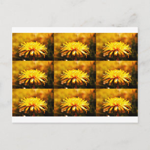 Dandelion Yellow Blossoms Flowers Vines Spring Postcard