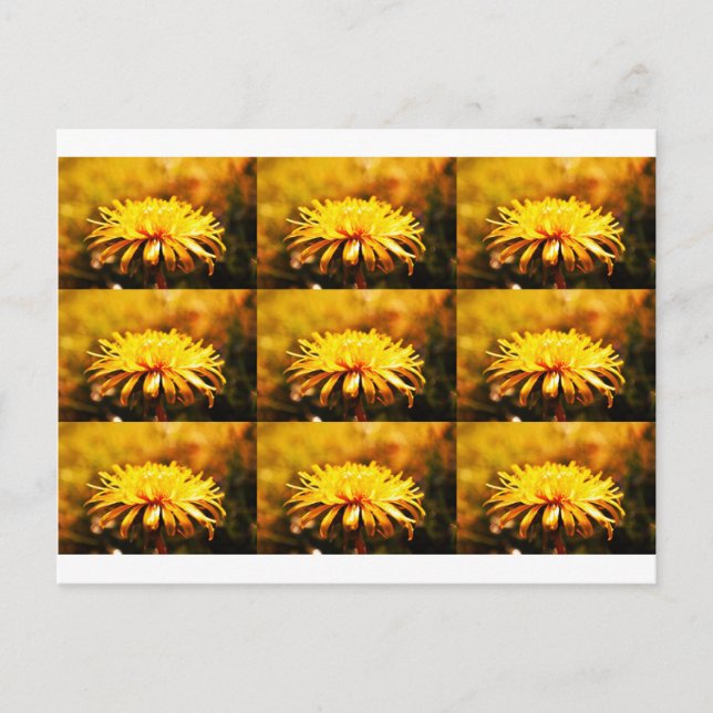Dandelion Yellow Blossoms Flowers Vines Spring Postcard (Front)