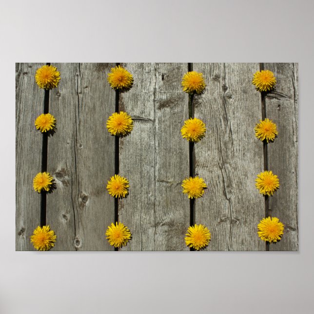 Dandelions Background Poster (Front)