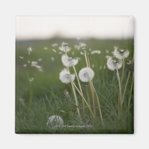 Dandelions blowing in the wind. magnet