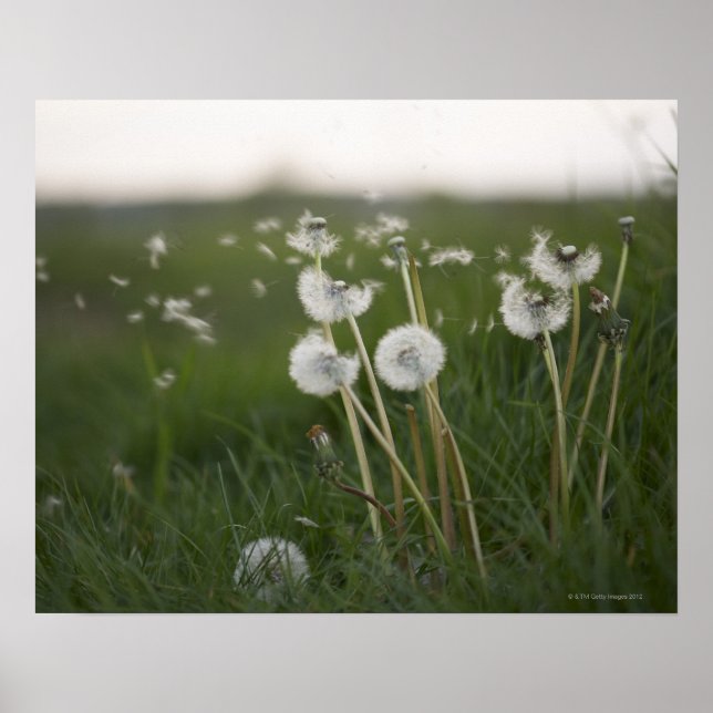 Dandelions blowing in the wind. poster (Front)
