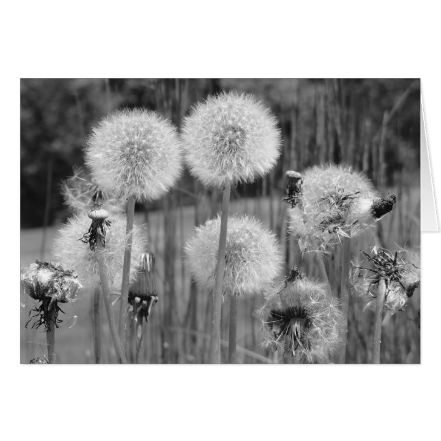 Dandelions in Black and White (Front Horizontal)