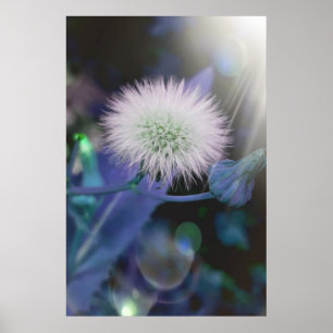 Dandelions in the sunshine , blue edition poster