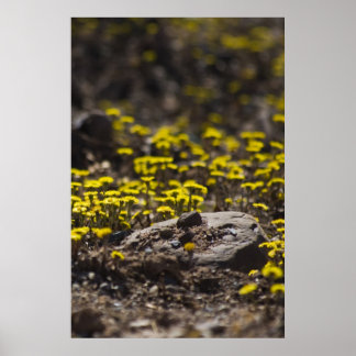 Dandelions In The Woods fine art print