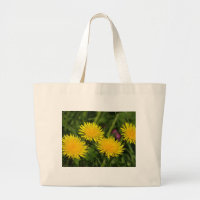 Dandelions
