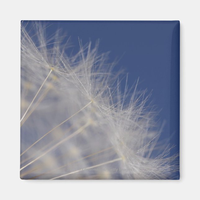 Dandelions Magnet (Front)