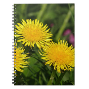 Dandelions Notebook