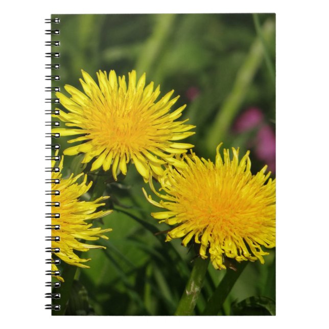Dandelions Notebook (Front)
