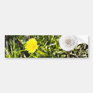 Dandelions On The Meadow Bumper Sticker