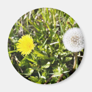 Dandelions On The Meadow Magnet