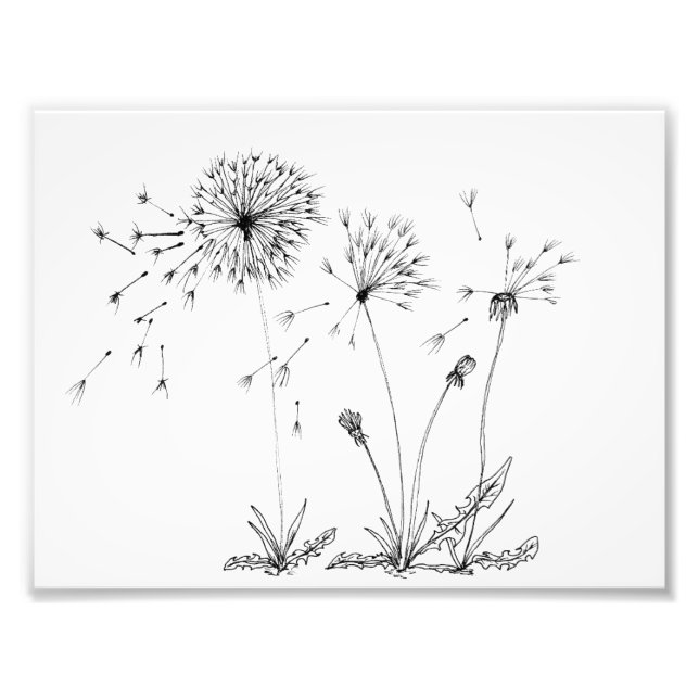 Dandelions Photo Print (Front)