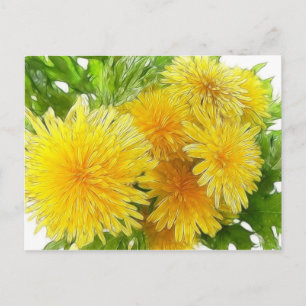 Dandelions! Postcard