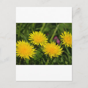 Dandelions Postcard