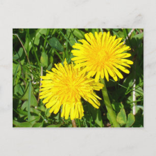 Dandelions Postcard