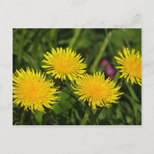 Dandelions Postcard