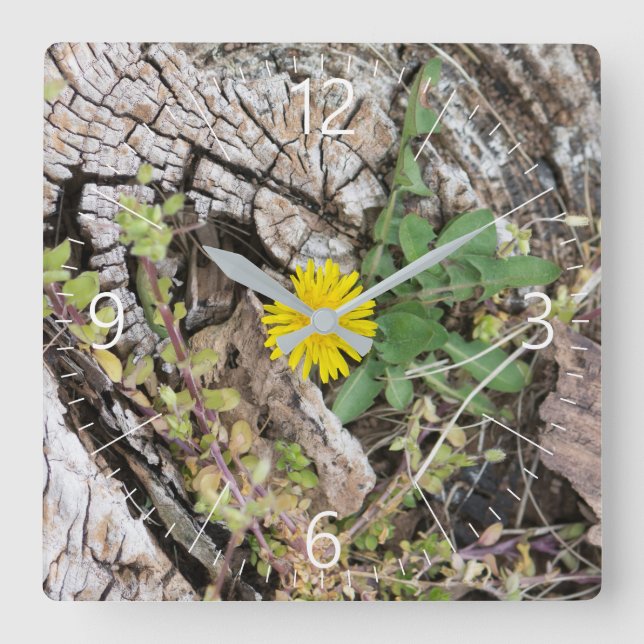 Dandelions still-life square wall clock (Front)